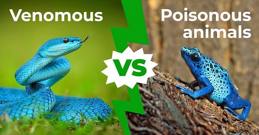Venomous vs. Poisonous Animals: Two Key Differences Explained