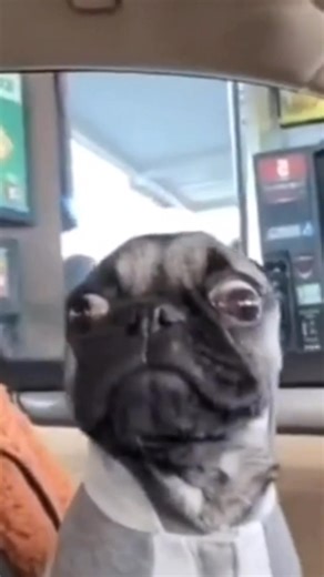 Pug Memes y Momentos Graciosos de Perros