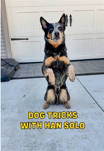 Amazing Dog Tricks Performed by My Blue Heeler