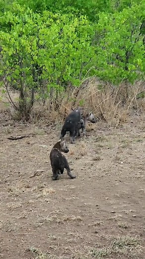 Understanding Hyena's Communication Through Laughter