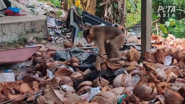 PETA reveals monkeys in Thailand are being used to pick coconuts