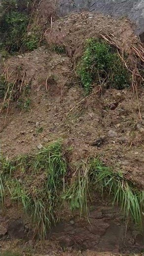 UWAN Aftermath: Fallen Power Pole Due to Heavy Rain & Wind! ⚡November 2025