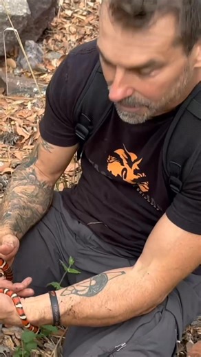 Finally finding my lifer Madrean Mountain Kingsnake! | Bob Ferguson's Fascinature