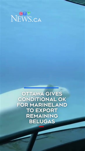 Ottawa gives conditional OK for Marineland to export remaining belugas final ctv newsFederal Fisheries Minister Joanne Thompson says she has provided conditional approval for the export of Marineland’s remaining beluga whales to the United States. Thompson says in a statement posted on social media that she met with Marineland today and she will issue final permits once the Niagara Falls, Ont., theme park provides further information. The move comes after Marineland presented what it called an “