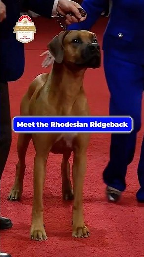 Meet the Rhodesian Ridgeback