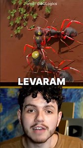 The ant that smelled of death was buried alive!