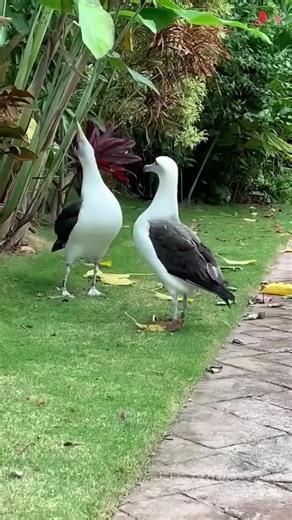 Albatross Hug: A Touching Moment of Love Amongst Birds