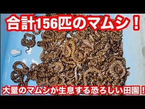 大量のマムシが生息する恐ろしい田園！！！