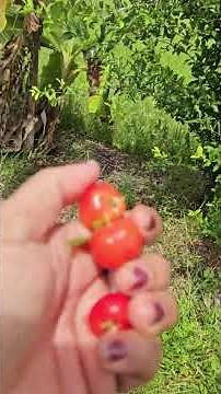 Taking a cherry break