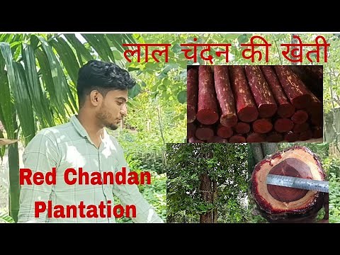 India's biggest Lal Chandan Supplier| Red Chandan farming| India | Northeast Red Sandalwood