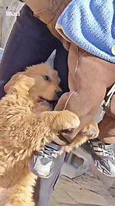 This pup needs to learn boundaries 😂 | Daily Mail Entertainment