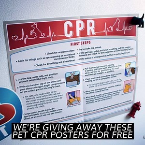 Would you know what to do if tragedy struck? Claim your free pet CPR poster. Just pay a small S&H that also covers a donation. Claim Yours 👉 iheartdogs.co/FreeCPRPoster | iHeartDogs