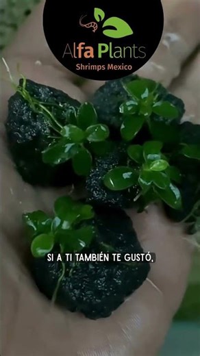 ANUBIA MINI COIN #acuariosplantados #plantas #anubias #acuarismo #peces #eradeacuario #acuario