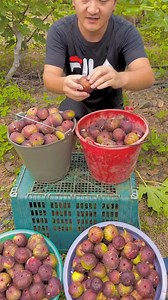 Figs fruit harvesting form farmers with beautiful natural fruit farm #2024 #harvesting #fresh | Fruits Man