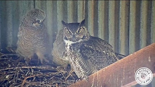 See owls live on the great horned owl live cam