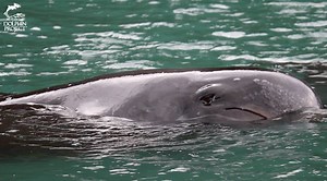 Shameful this could be called "entertainment." Video: Wild-caught pilot whale with skin condition at Taiji Whale Museum TAKE ACTION: dolphin.fyi/HelpJapanDolphins | Dolphin Project