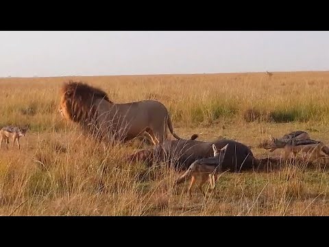 Male lion surrounded by jackals