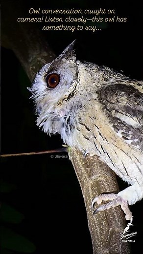 Indian Scops Owl Bird Calls or sound