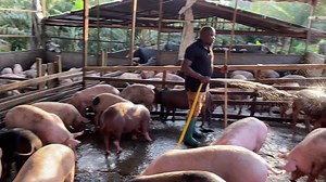 Elevage des porcs activité économique fortement rentable en Afrique. By le général | Élevages Leaders