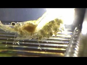 Ghost Shrimp Starting to Give Birth 7 of 8