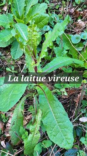 La laitue vireuse c'est une dinguerie ( Lactuca virosa ) ses effets sedatif et hypnotique rappel ceux du cnbs. Sans danger pour la santé oui mais sous condition. Il faudras l'utiliser uniquement avec accord de votre médecin traitant, et avec grande parcimonie. Car l'on sais seulement qu'il n'ya pas de retour de toxicité quand elle est utilisé à faible dose, et on manque d'etude pour une consommation plus forte. Donc il faudras sois l'eviter sois la prendre avec des pincettes et en accord avec vo