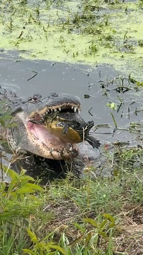 Turtle Escapes The Jaws Of This Alligator And Disappears | NL Liones AS
