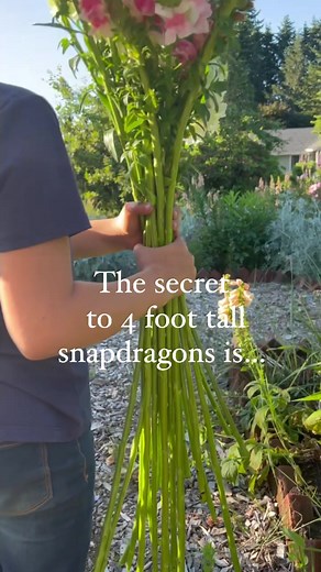 Growing Tall Snapdragons: Tips for Cold Weather Growth