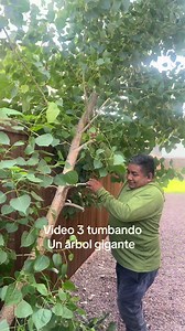 Tumbando árbol gigante: técnica y seguridad en la tala