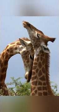Beautiful Animal 🥰 Giraffe 🦒 សត្វកវែង
