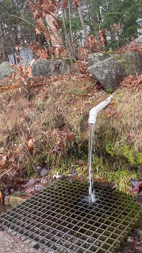 Collecting Pure Spring Water in a Serene Forest