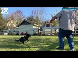 Woman turns farm into social-distancing dog park