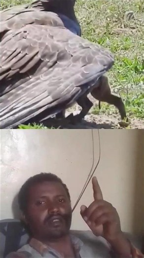 𝗘𝗮𝗴𝗹𝗲 𝗦𝘄𝗼𝗼𝗽𝘀 𝗗𝗼𝘄𝗻 𝗼𝗻𝘁𝗼 𝗪𝗮𝗿𝘁𝗵𝗼𝗴 𝗶𝗻 𝗥𝗼𝗮𝗱 #wildlife #shorts