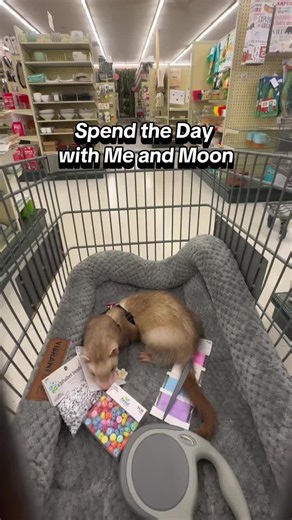 #ferretslover😍❤ #ferrets #ferretsofinstagram