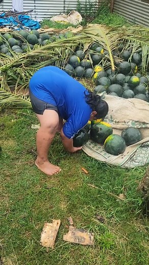 66 reactions · 4 comments | Afio kaihaa meleni api a uncle Nisha 藍 vave ote fili meafolalahi 藍 | Eureka Kata | Facebook