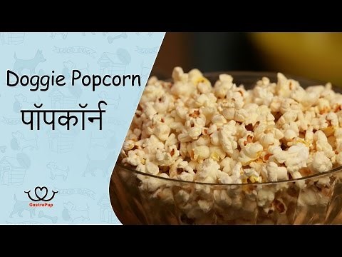 How to Make Popcorn For Your Dogs | Pupcorn | Dog Snack | Gastro Pup