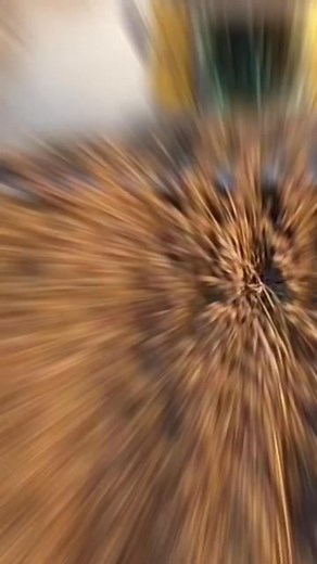 Sunflower 2023. New Holland CR9.80 #farming #agriculture #newholland #harvesting #sunflower #shorts | ADM TV192