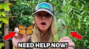 Why Monarch Butterflies Are Dying and How to Raise Them