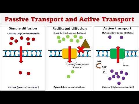 Passive transport | Simple diffusion | Facilitated diffusion | Active transport