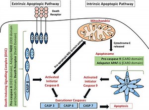 Caspase - Alchetron, The Free Social Encyclopedia