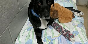 Dog found injured on Interstate 35 recovering after rescue by local police chief