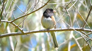 6.9K views · 670 reactions | Dark-eyed junco calling (Junco hyemalis) North America, Arctic. | BIRDS & Nature | Facebook