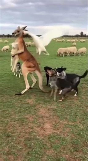 Kangaroo Kidnaps Lamb… Goose Delivers Justice 😂🐑🦘