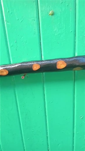 Irish Blackthorn Walking Stick 39.5 Long 1kg in Weight 1.5 in Diam Full of Natural Thorn Stumps a Solid Unique Irish Blackthorn Stick - Etsy