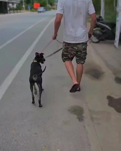 Want to get involved with Rescue PAWS but can't spend weeks volunteering? There are so many ways that our furry little friends can benefit from your support. - Donations of any kind (food, towels, sheets, old pet toys) are always welcome. 🧸 - Spread the word on our adoption program and help us to find more forever homes 🏡❤️ - Become an animal or pack sponsor 🐾 - Spend the day with us on our day visit program 🌊🐕🐈 - Be a flight volunteer ✈️ - Watch and share our videos 📸🎥 - Send us some up