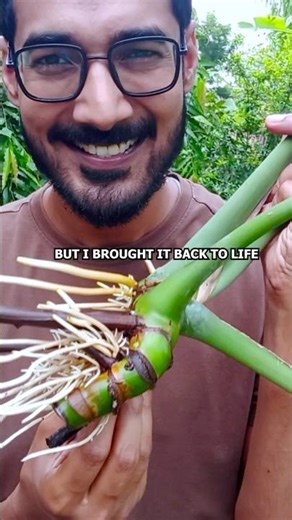 "Root rot almost killed Monstera… but I brought it back" #plants #gardening