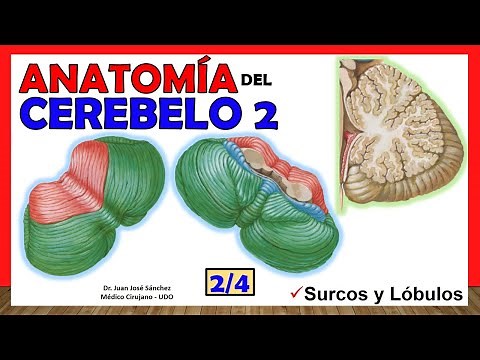 🥇 Anatomía del CEREBELO 2/4. (Lóbulos, divisiones) ¡Explicación Sencilla!