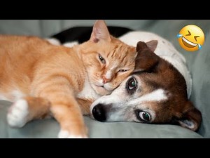 Animals Having a Bad Day | Hilarious Fails & Funny Moments!