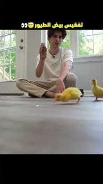 hatching bird eggs