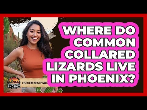 Where Do Common Collared Lizards Live in Phoenix?
