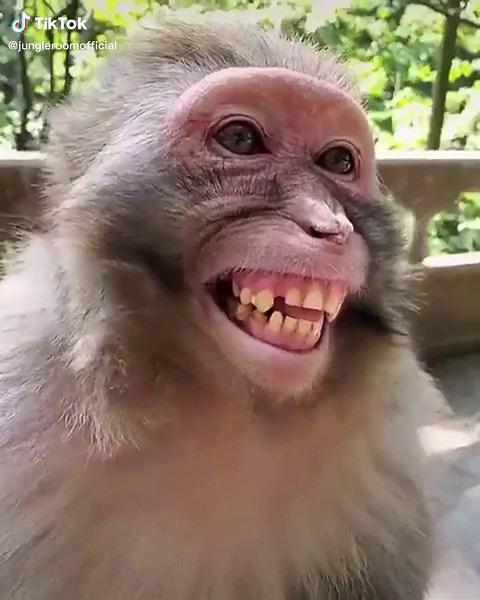 #laughingmonkey #monkeylaughing #monkeylaugh #funnyvideos #funnyanimals #animalvideos #funny